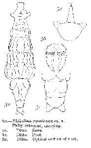 Murray, J (1913): Journal of the Royal Microscopical Society 33 p.235, pl.9, fig.5a-d